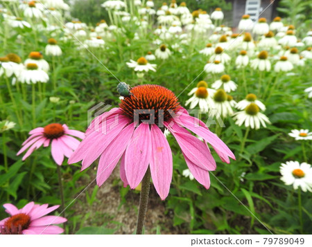 Echinacea Pow Wow Wild Berry 79789049