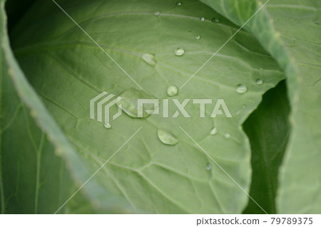 the close up of vegetable, Fresh Green 25 March 2005 79789375