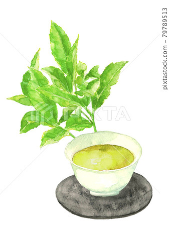 PNG新茶和茶園葉子[手繪水彩]白色背景，帶複製空間 79789513