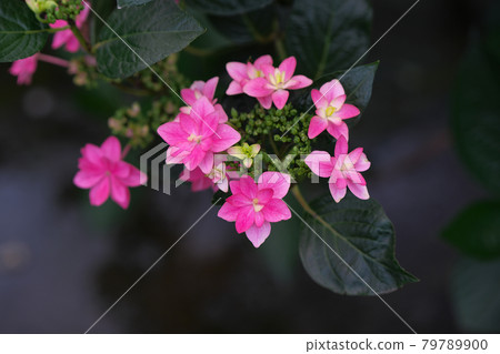 Pink hydrangea Pink hydrangea 79789900