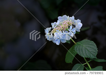 Light blue hydrangea Light blue hydrangea 79789901