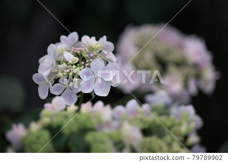 白色繡球花 白色繡球花 79789902