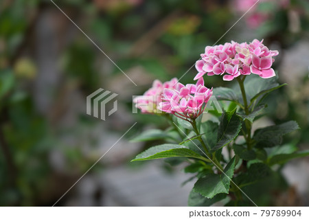 粉紅繡球 79789904