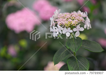 白色Hakuji繡球花 白色Hakuji繡球花 79789907