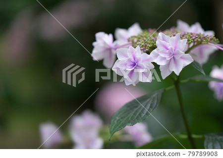 稀有紫丁香繡球花 稀有紫丁香繡球花 79789908