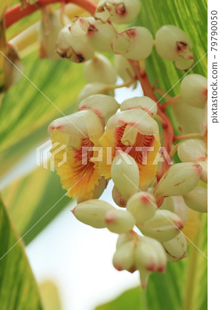 殼姜夏花 79790050