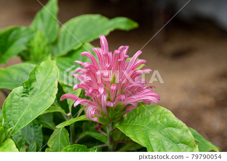 An evergreen shrub with panicles coral [coral flower] 79790054