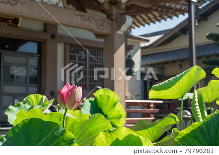 Blue sky background Lotus flower Daitsuji Temple Blue sky background Lotus flower Daitsuji Temple 79790281