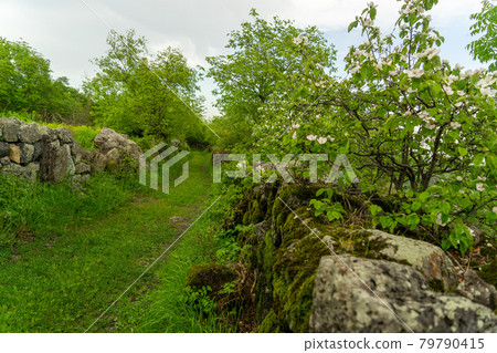 Ancient city street excavations in green nature Ancient city street excavations in green nature 79790415