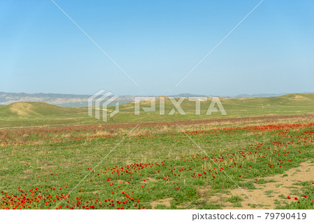 Red poppies field in georgia spring travel 79790419