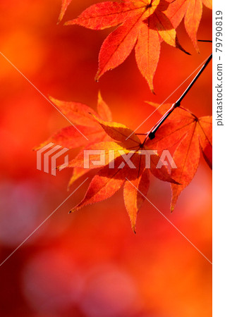 Autumn leaves scenery Sasayama autumn scenery Sasayama countryside Autumn leaves scenery Sasayama autumn scenery Sasayama countryside 79790819