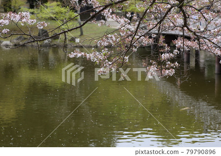 Nara Park Ukimido Pond Cherry Blossoms Nara Park Ukimido Pond Cherry Blossoms 79790896