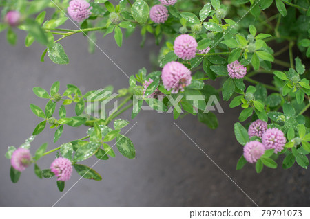 粉紅色的花朵 79791073