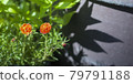 selective focus of Periwinkle Rose with copy space text 79791188