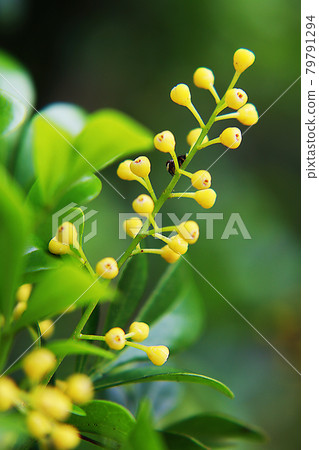 Taiwan, Zhuzhuwo, Mizhailan Taiwan, Zhuzhuwo, Mizhailan 79791294