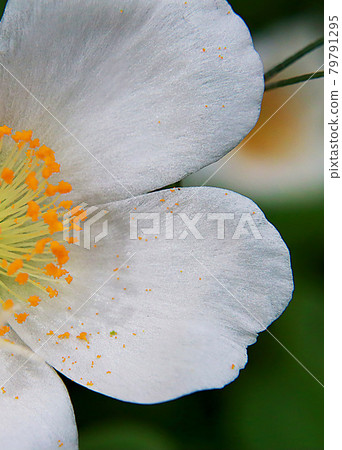 Taiwan, Hsinchu, Twelve Dormitories, Flowers Taiwan, Hsinchu, Twelve Dormitories, Flowers 79791295