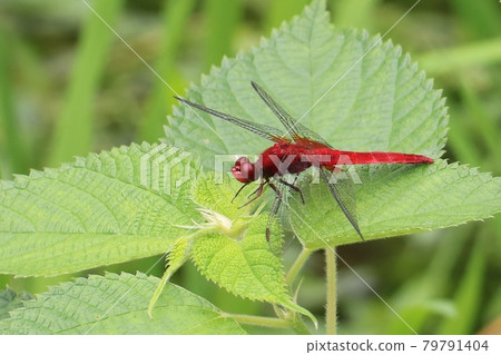 Scarlet skimmer perched on a leaf Scarlet skimmer perched on a leaf 79791404