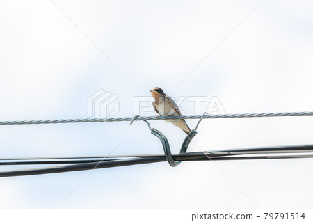 Swallow that stays in the wire Swallow that stays in the wire 79791514
