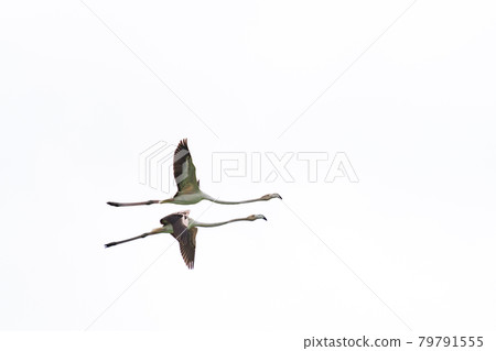 Two flamingoes flying with extended wings on white Two flamingoes flying with extended wings on white 79791555