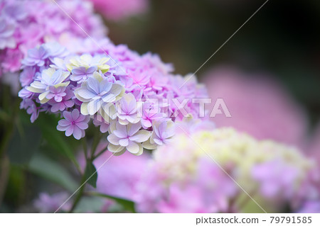 Pale purple hydrangea Pale purple hydrangea 79791585