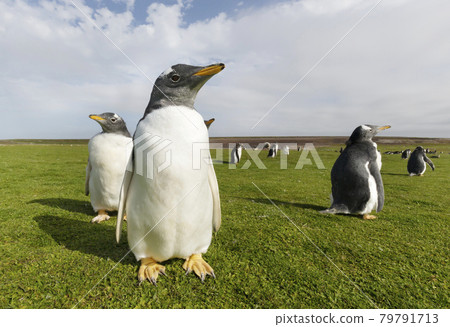 Portrait of a Gentoo penguin chick in the Falkland Islands. 79791713