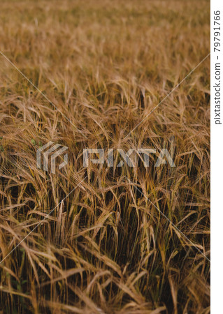 texture of golden wheat crops growing in the field 79791766