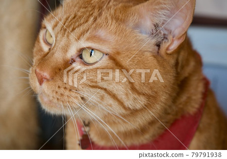 Close up of the cat's face with a brown tabby pattern 79791938
