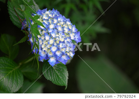 藍色繡球花盛開 79792024