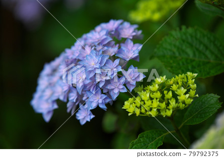 藍色繡球花 藍色繡球花 79792375