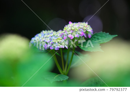 已經開始綻放的淡粉色和淡藍色繡球花 已經開始綻放的淡粉色和淡藍色繡球花 79792377