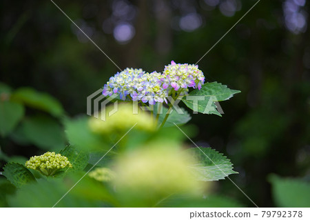 Light pink and light blue hydrangeas that have begun to bloom Light pink and light blue hydrangeas that have begun to bloom 79792378