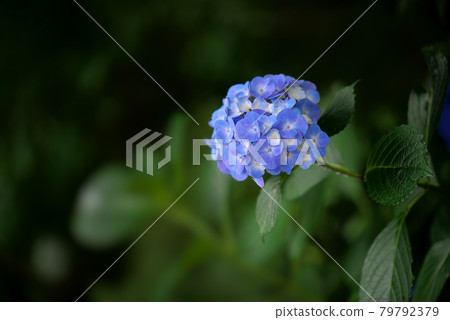 Blue hydrangea Blue hydrangea 79792379