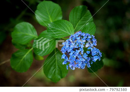 Blue vortex hydrangea Blue vortex hydrangea 79792380