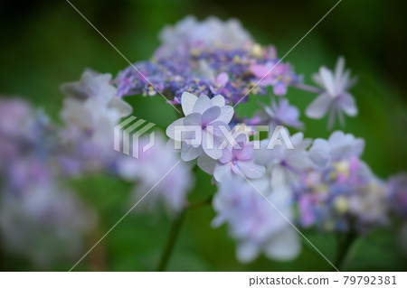 白色Hakuji繡球花 白色Hakuji繡球花 79792381
