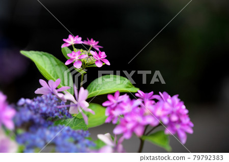 紫色繡球花 紫色繡球花 79792383
