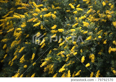 Cytisus 花盛開 79792570
