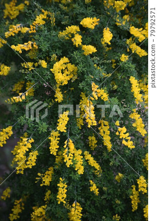 Cytisus 花盛開 79792571