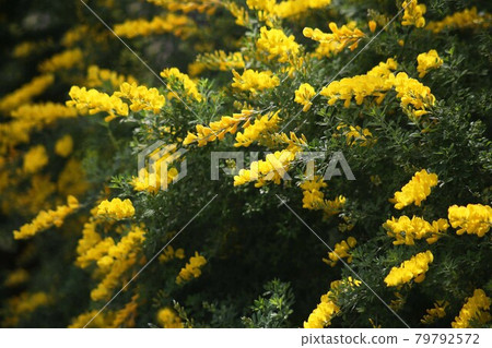 Cytisus 花盛開 79792572