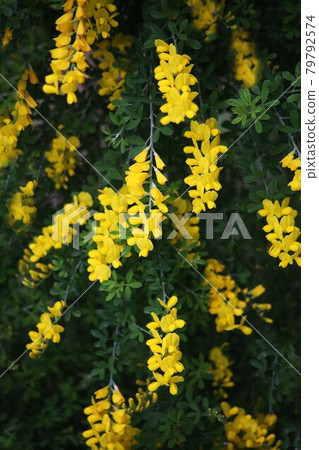 Cytisus 花盛開 79792574