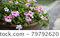 selective focus of Periwinkle Rose with copy space text 79792620
