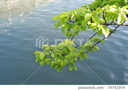 Scenery of the Ebi River Scenery of the Ebi River 79792954