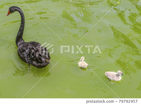 Graceful female black Swan with her gray fluffy Chicks swim into the depths of the reservoir Graceful female black Swan with her gray fluffy Chicks swim into the depths of the reservoir 79792957