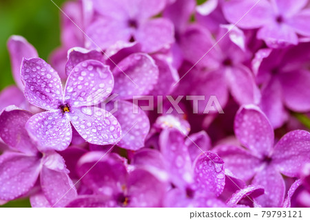 Lilac flowers macro 79793121