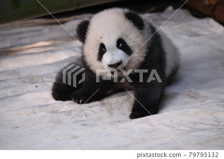 小灰熊貓 79793132