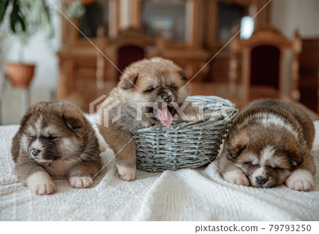 Three little fluffy puppies are resting on a blanket. 79793250