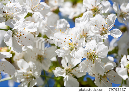 Close-up of flowers on a blooming apple tree. Close-up of flowers on a blooming apple tree. 79793287