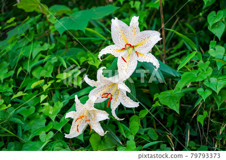 Golden-rayed lily blooming in Mitsuike Park in early summer (Yokohama City, Kanagawa Prefecture) 79793373