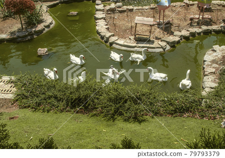 In the summer in the park, a group of white geese with outstretched wings from the heat on a sunny day swim in cool flowing water In the summer in the park, a group of white geese with outstretched wings from the heat on a sunny day swim in cool flowing water 79793379