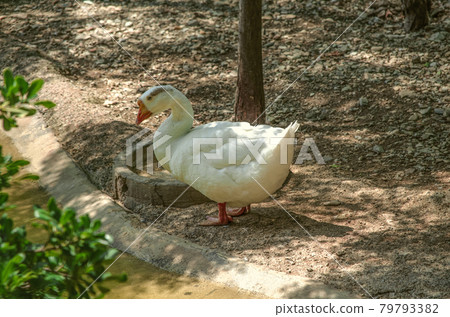 On a hot day, a lone white goose with a brown spot stands in the shade of trees on the bank of a pond. On a hot day, a lone white goose with a brown spot stands in the shade of trees on the bank of a pond. 79793382