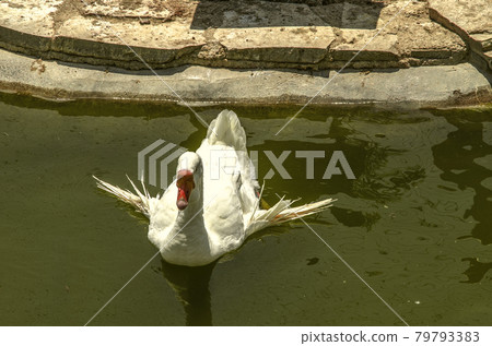 From the heat, a lonely white goose with outstretched wings swims in the cool water of a pond in the park. From the heat, a lonely white goose with outstretched wings swims in the cool water of a pond in the park. 79793383